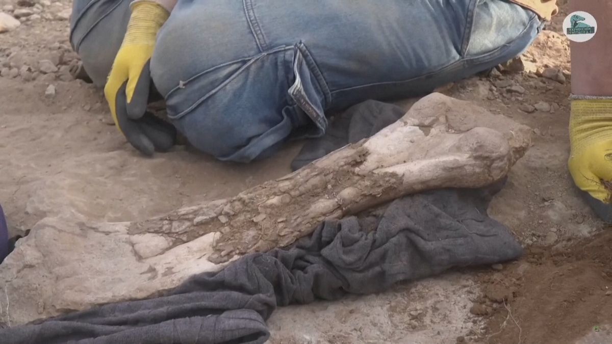 Dinosauři z Patagonie odhalují svá tajemství: vejce, embrya i poslední jídlo dravce